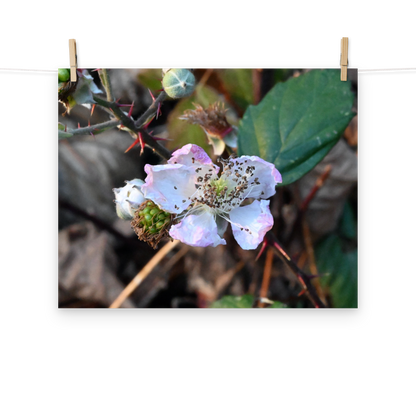 Poster - Brombeere 1