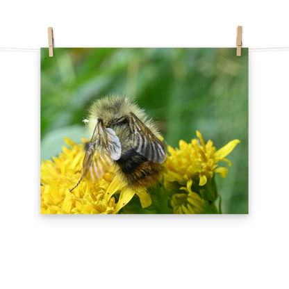 Poster - Hummel 2