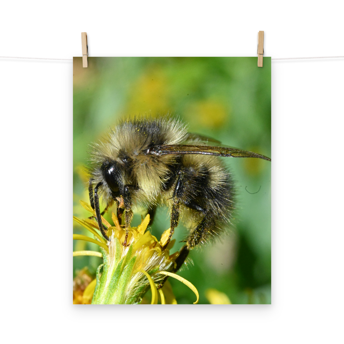 Poster - Hummel 3