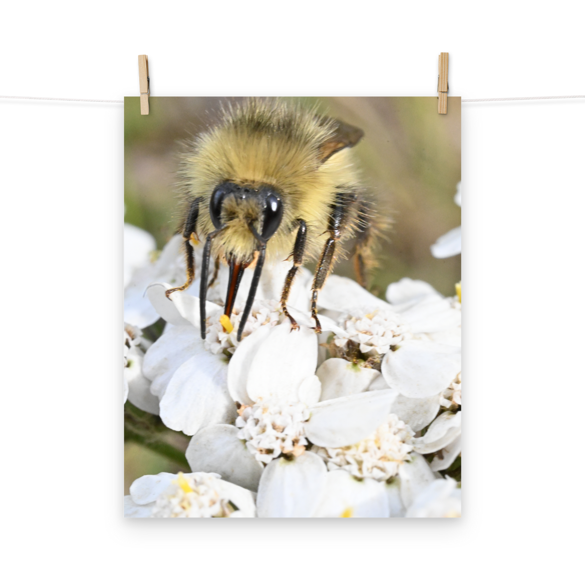 Poster - Hummel 4