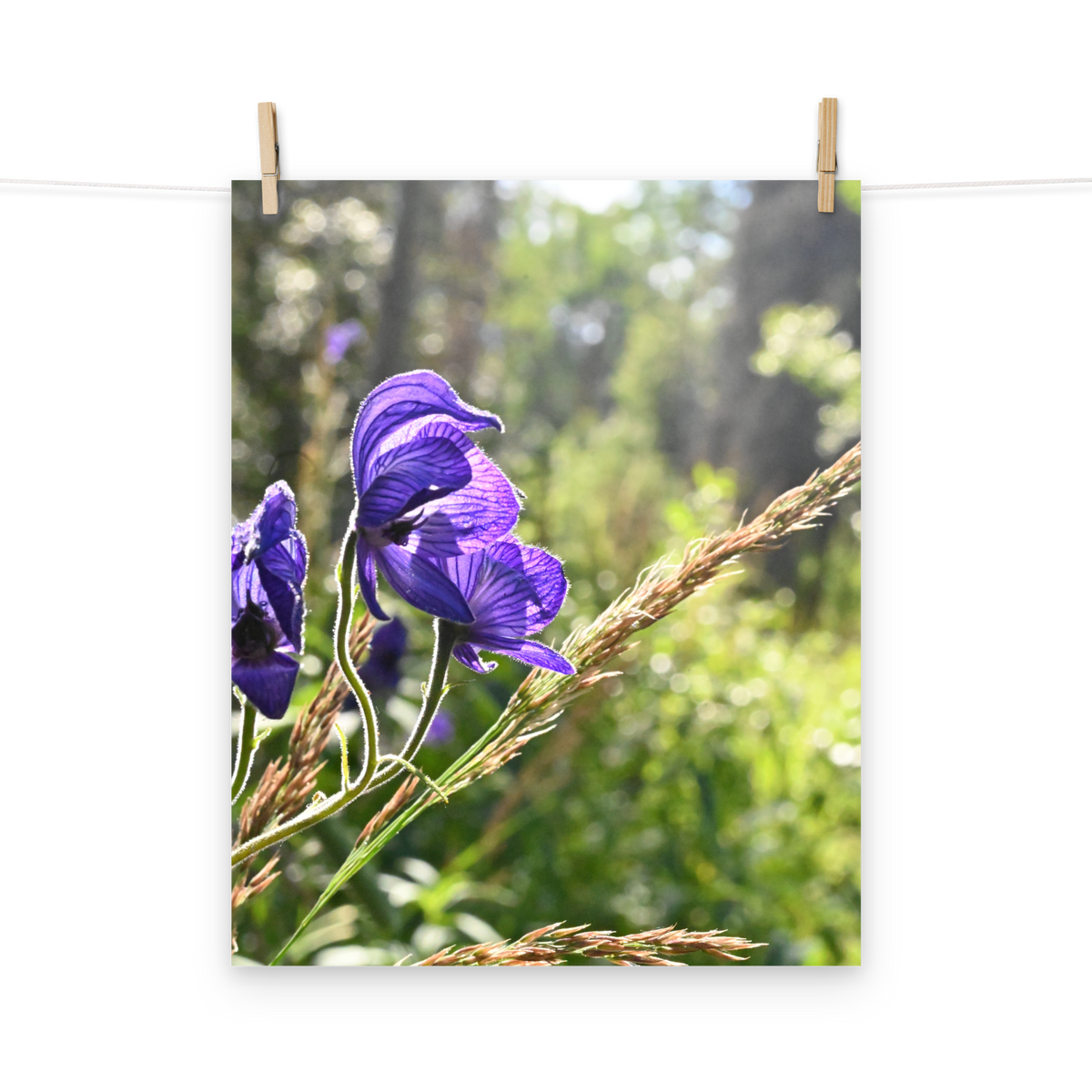 Poster - Blauer Eisenhut 2