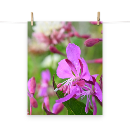 Poster - Schmalblättriges Weidenröschen 2